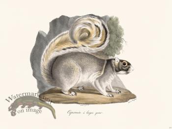 Cuvier 273 Capristrate